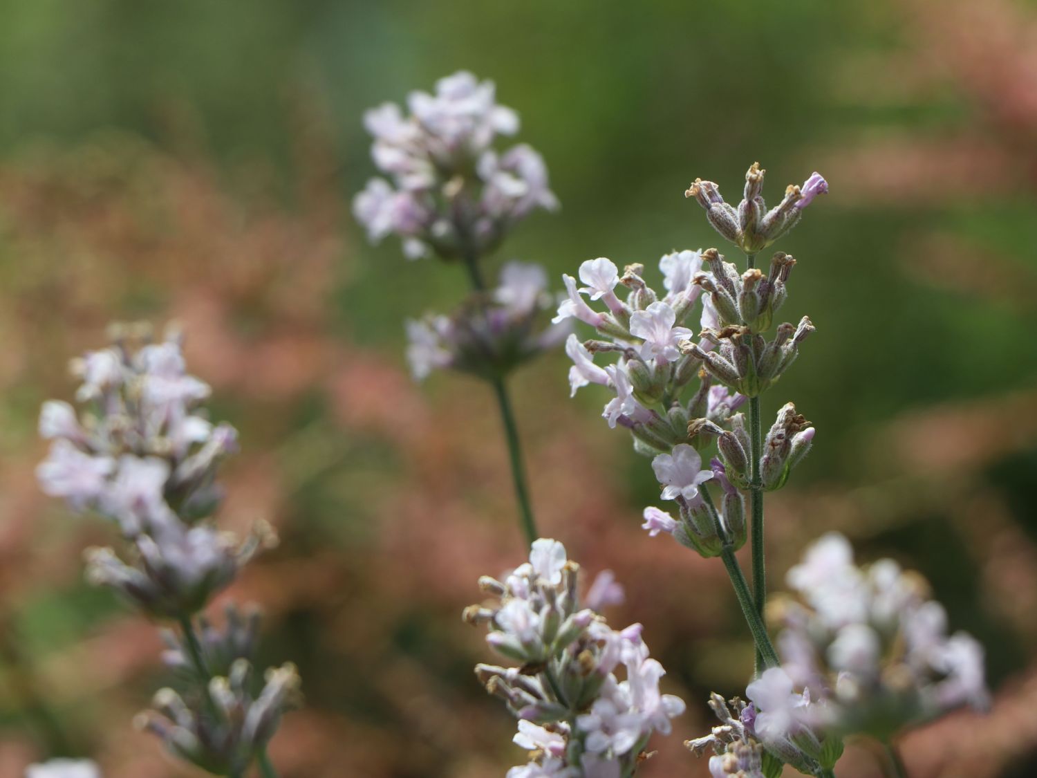 Rosablühender \'Rosea\' & - Lavendel Stauden Expertenwissen Schönste