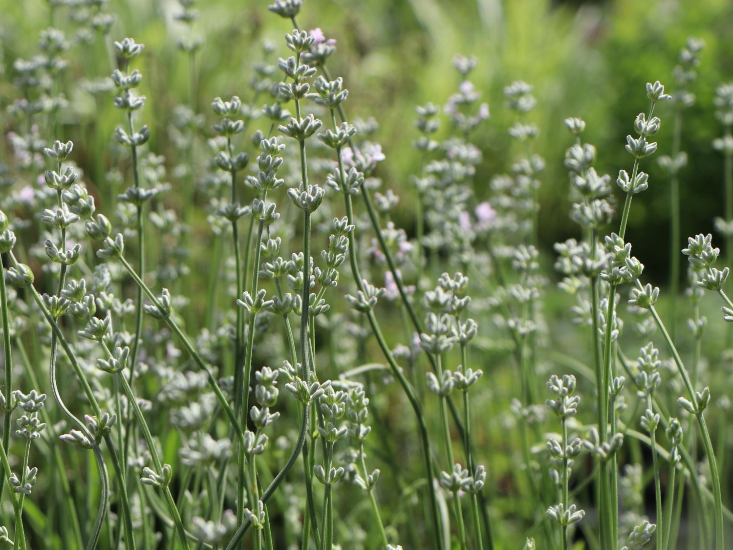 Rosablühender Lavendel \'Rosea\' - Schönste Stauden & Expertenwissen