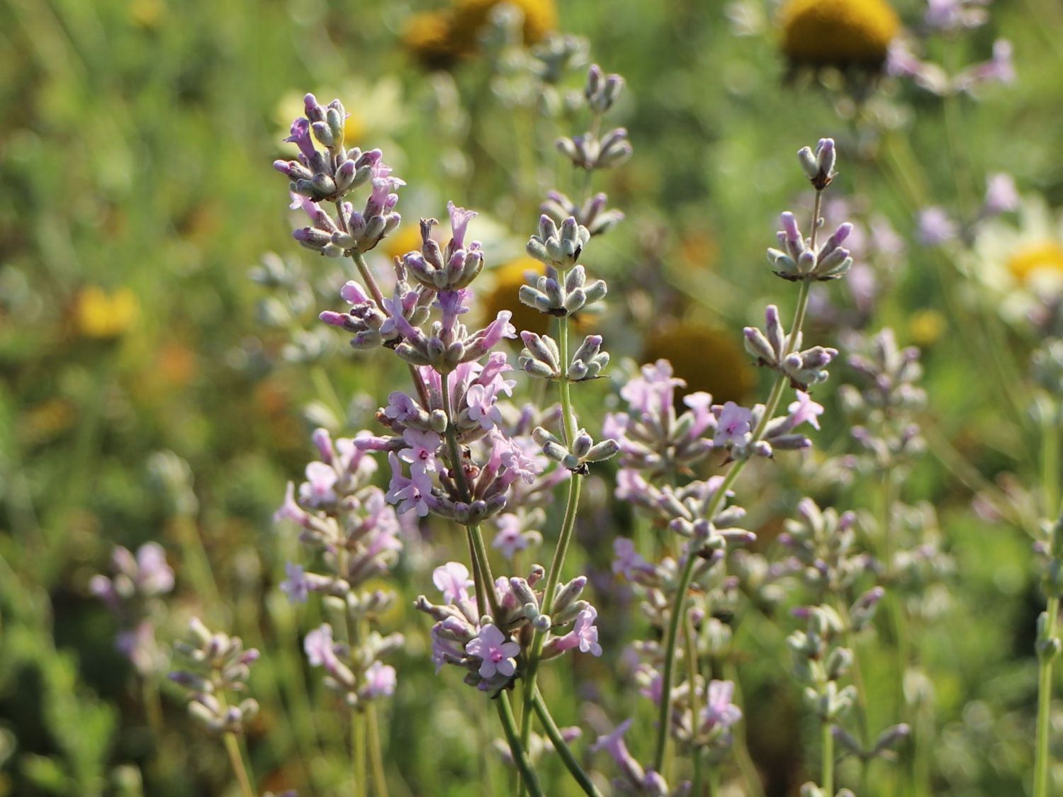 Expertenwissen - Schönste Rosablühender Stauden & Lavendel \'Rosea\'