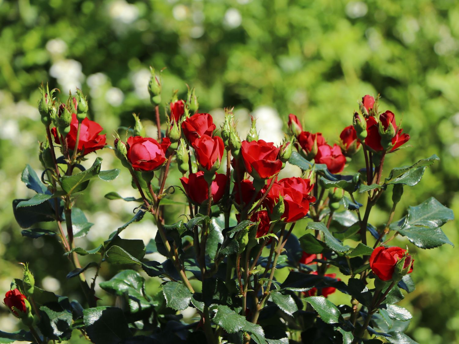 dauerblühende Rose Zepeti ® im 5 Liter Pflanzcontainer