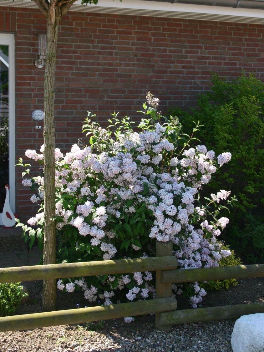 Rosendeutzie 'Mont Rose' - Deutzia hybrida 'Mont Rose ...