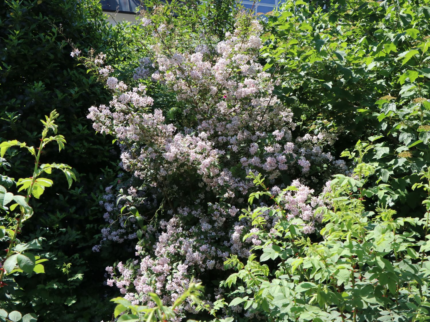 sehr schöne Rosendeutzie Deutzia Mont Rose 60-80 cm 