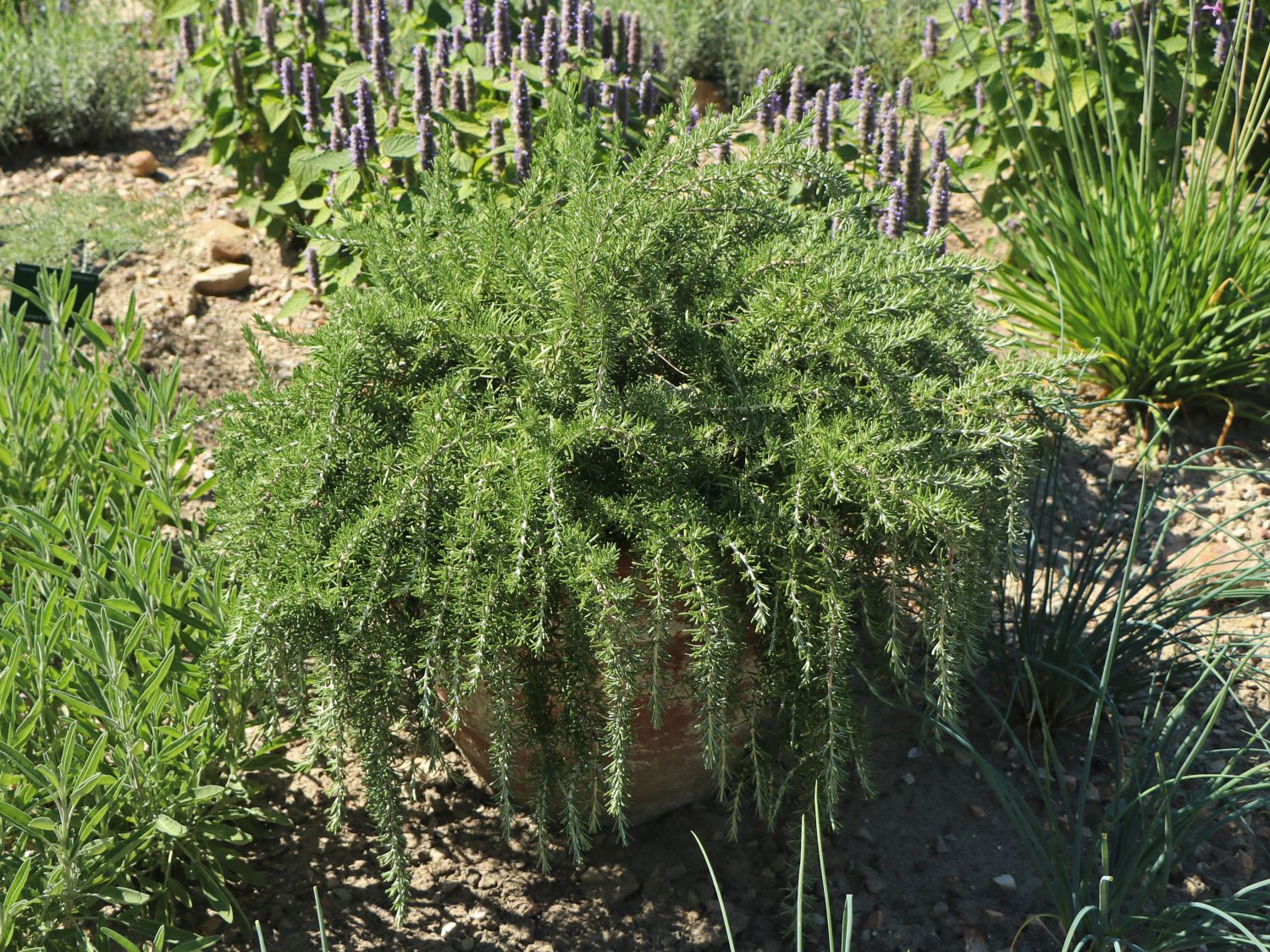 Rosmarin 'Boule' - Salvia rosmarinus 'Boule'
