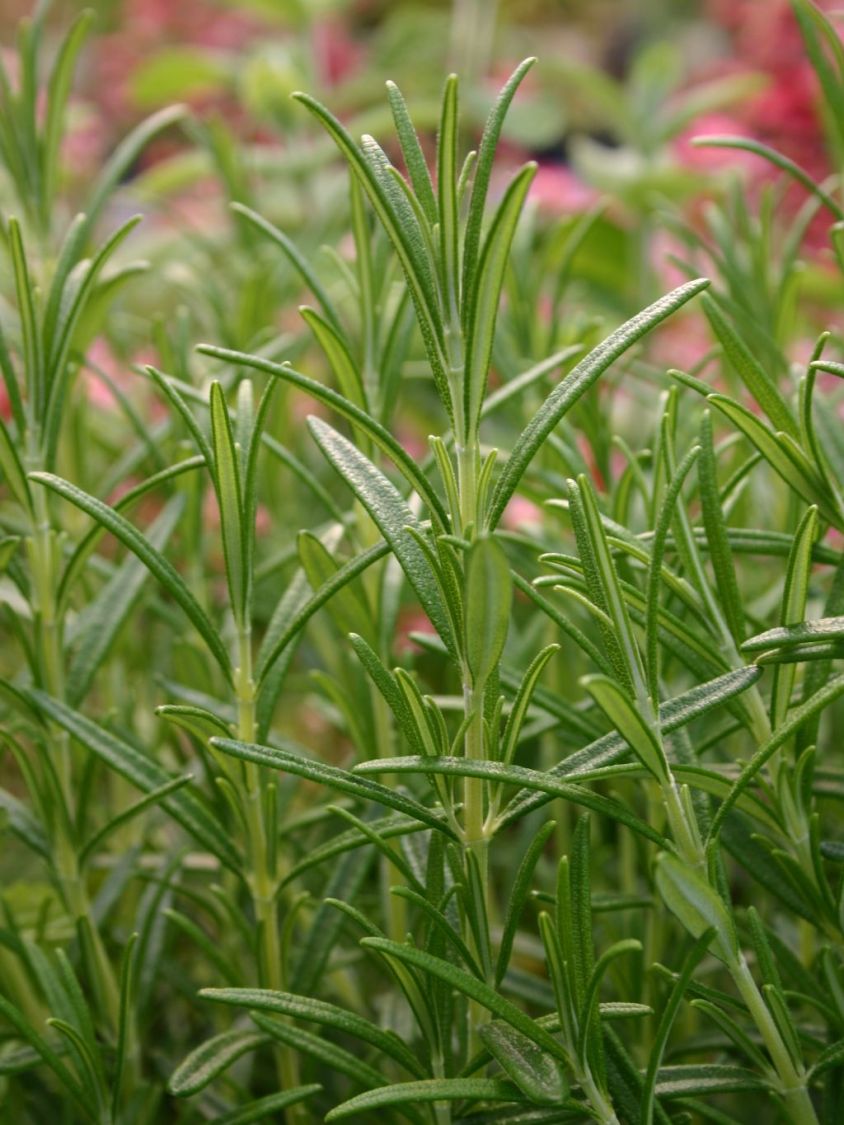 Rosmarin - Rosmarinus officinalis - Baumschule Horstmann