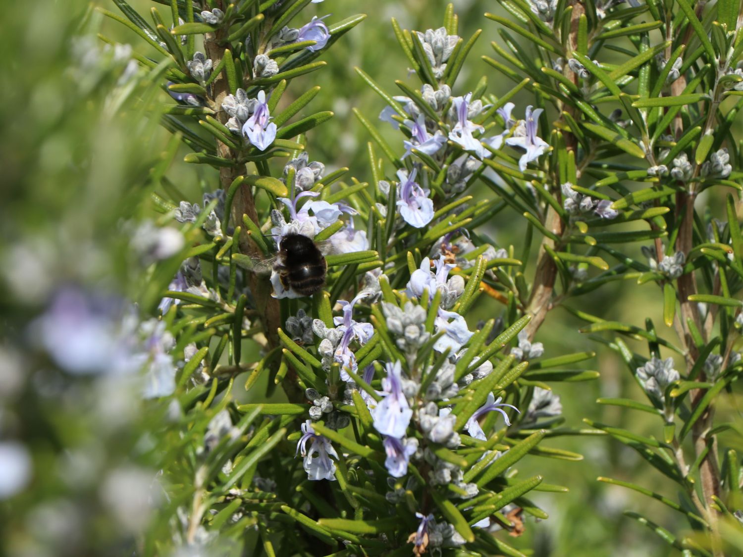 Rosmarin (Salvia rosmarinus / Rosmarinus officinalis)