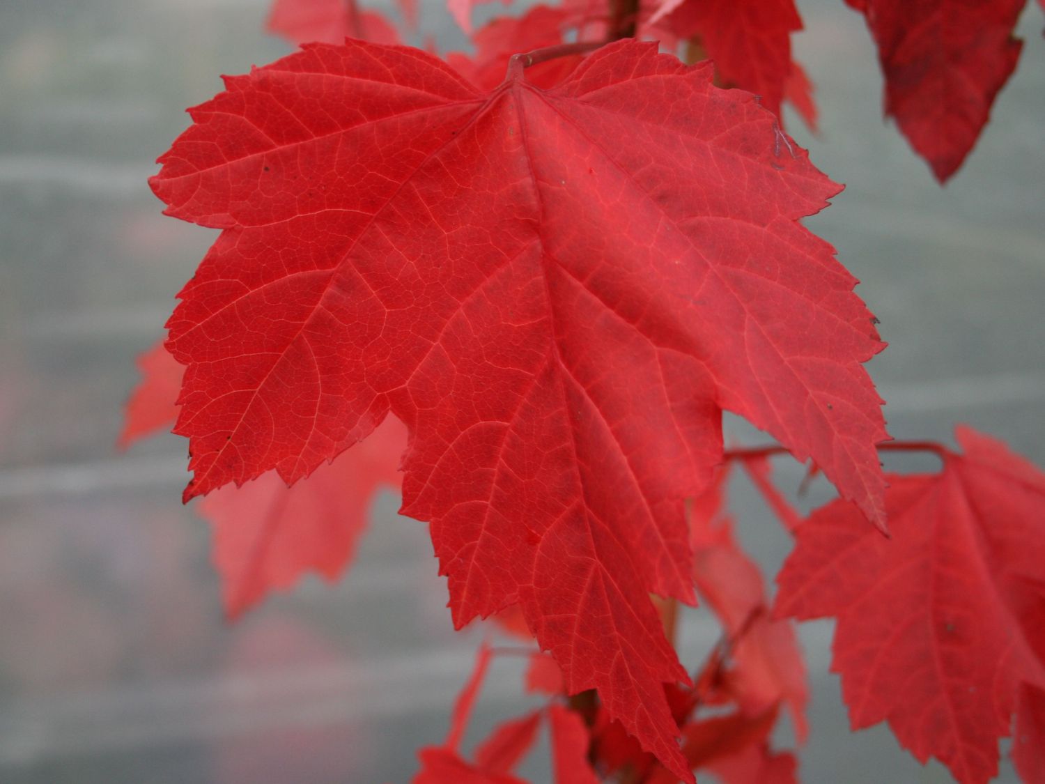 RotAhorn Acer rubrum Baumschule Horstmann