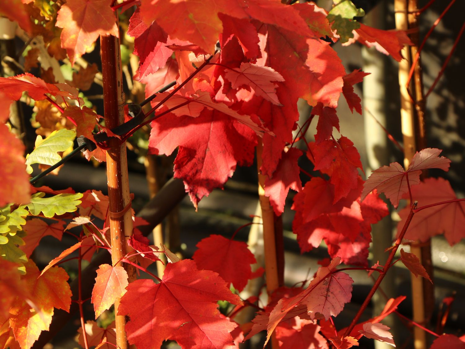 RotAhorn Acer rubrum Baumschule Horstmann