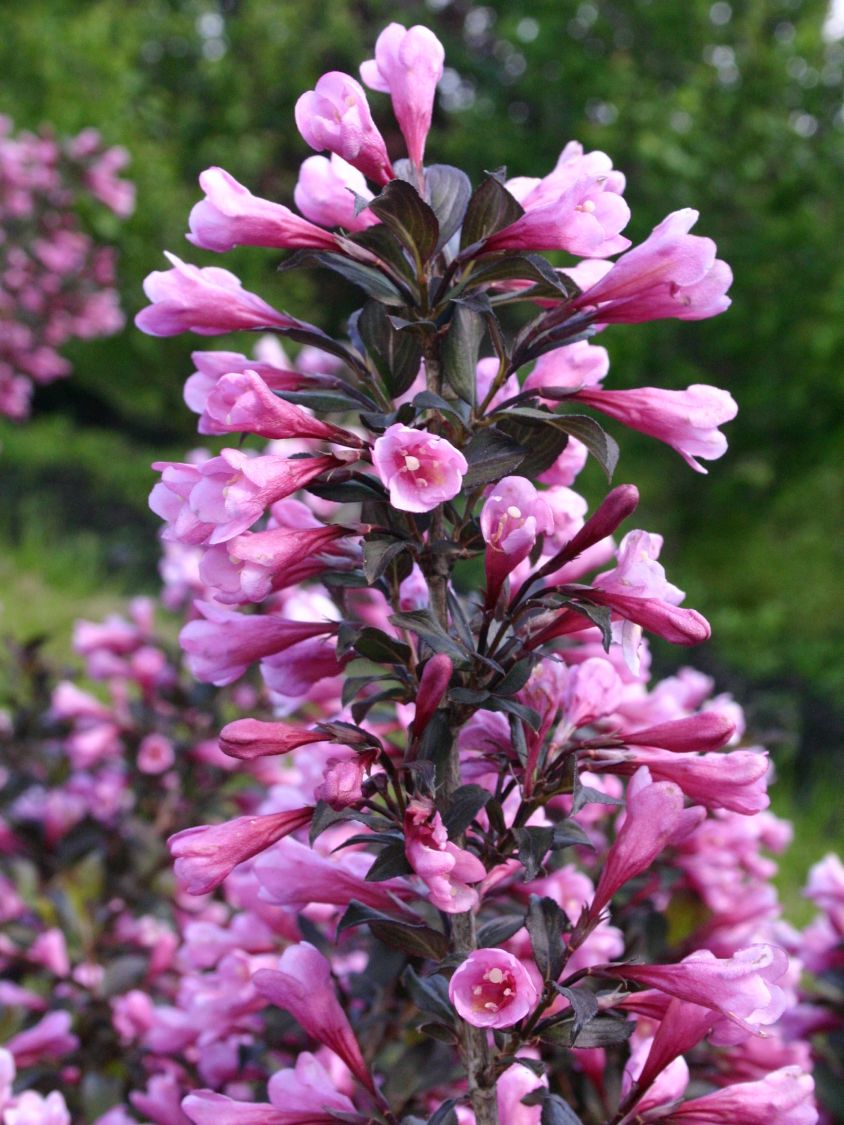 Rotblättrige Weigelie 'Purpurea' Weigela florida 'Purpurea