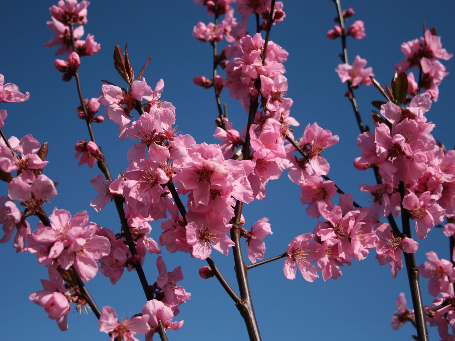 Rotblättriger Zierpfirsich &amp;#39;Spring Glory&amp;#39; - Prunus persica &amp;#39;Spring ...