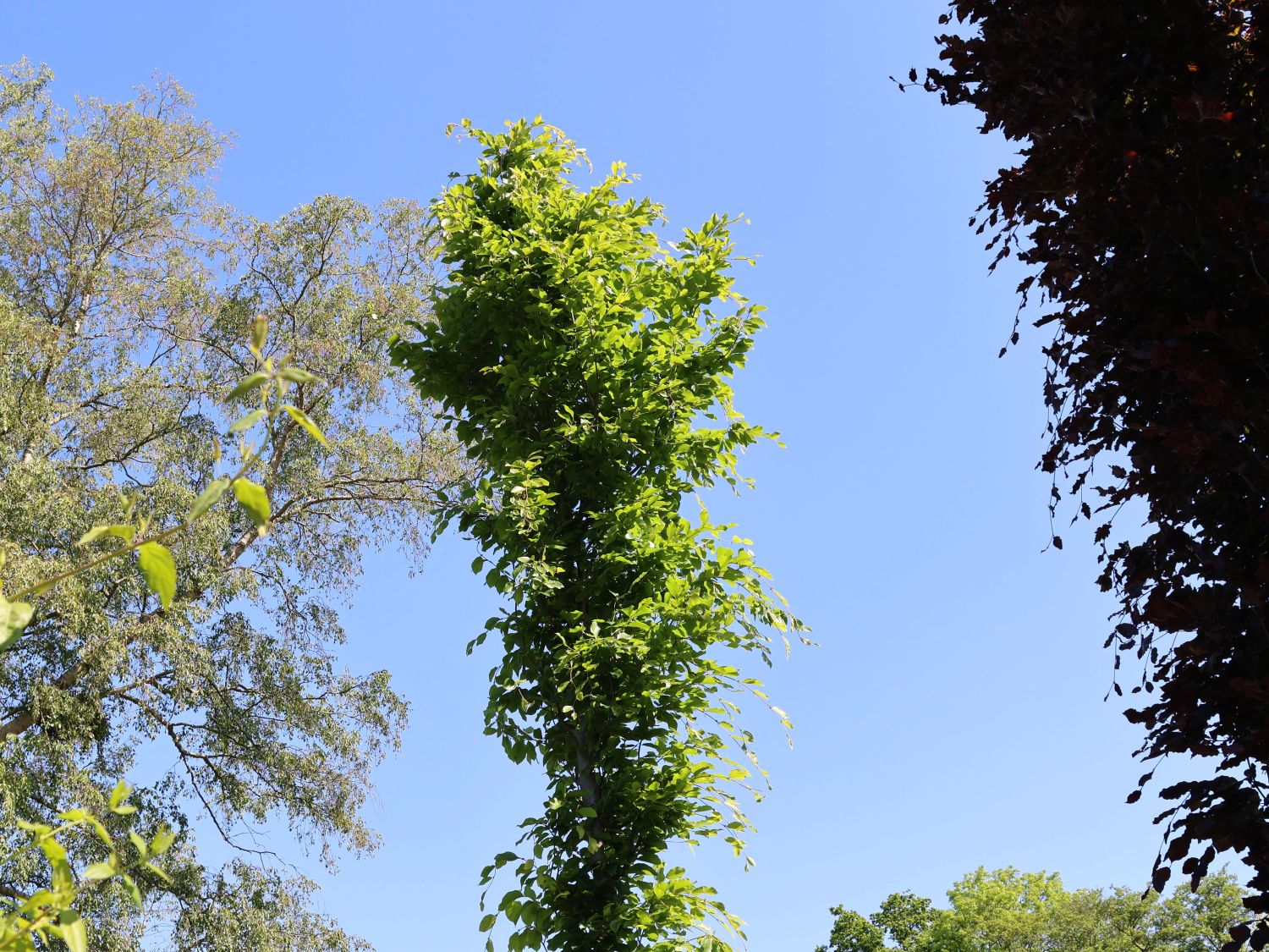 Rotbuche 'Callista' - Fagus sylvatica 'Callista'