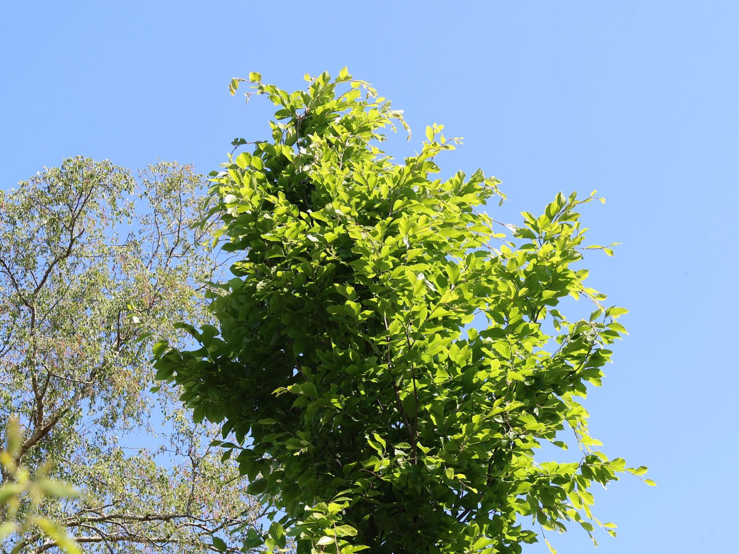 Rotbuche 'Callista' - Fagus sylvatica 'Callista' - Baumschule Horstmann