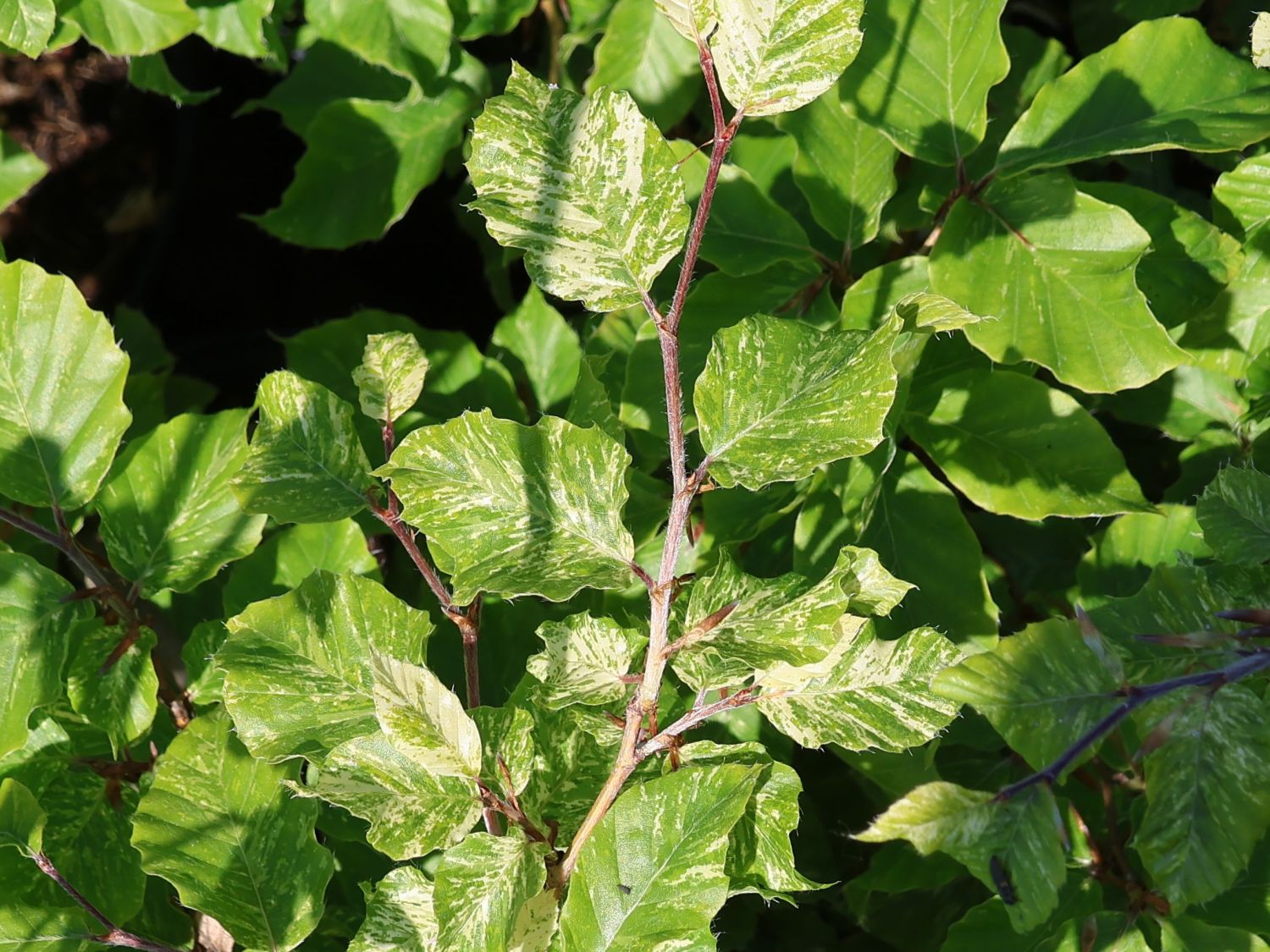 Rotbuche 'Franken' - Fagus sylvatica 'Franken'