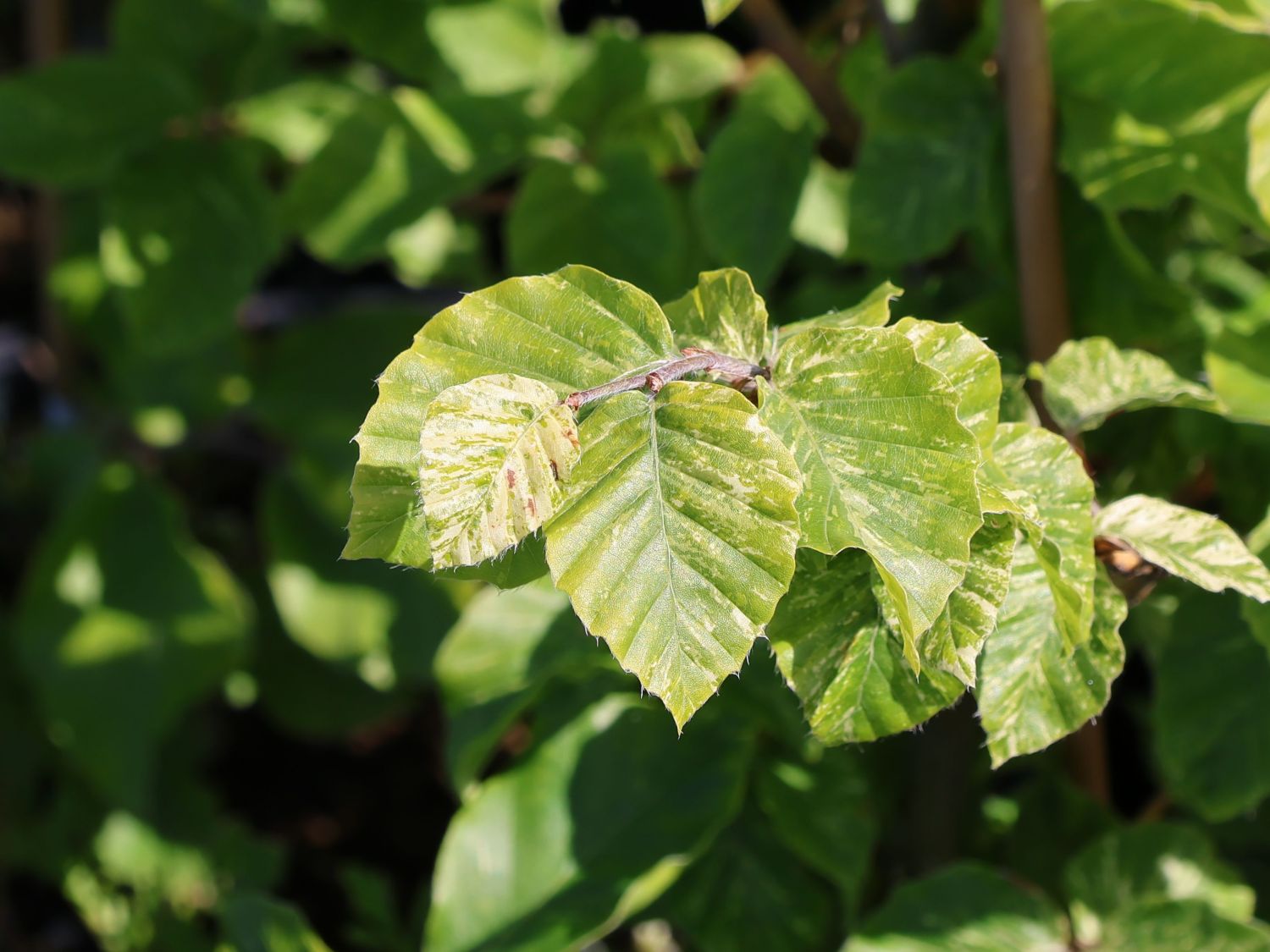 Rotbuche 'Franken' - Fagus sylvatica 'Franken' - Baumschule Horstmann