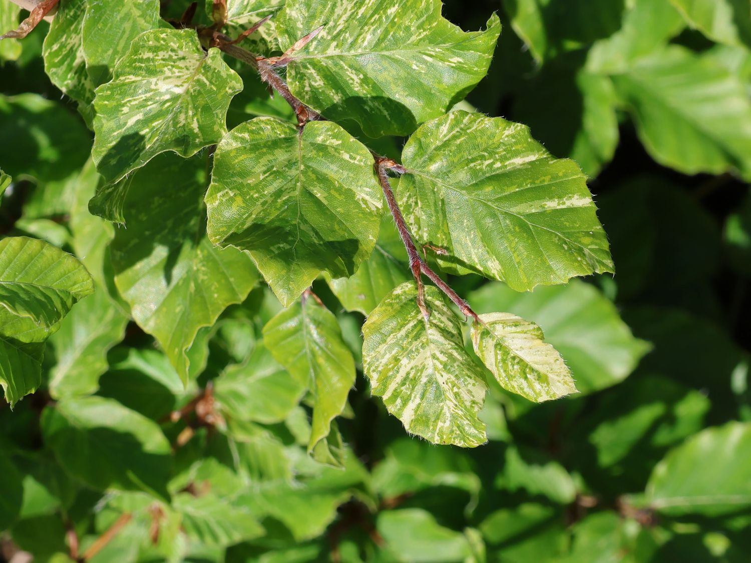 Rotbuche 'Franken' - Fagus sylvatica 'Franken' - Baumschule Horstmann