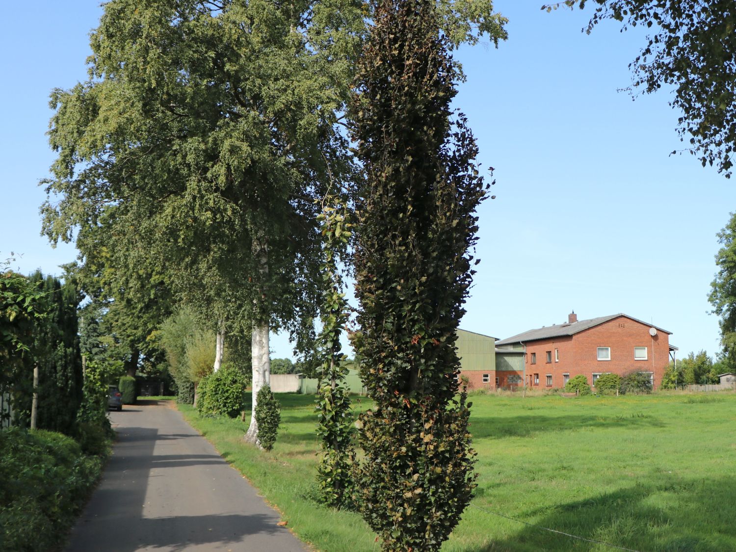 Rotbuche 'Rohan Obelisk' - Fagus sylvatica 'Rohan Obelisk'
