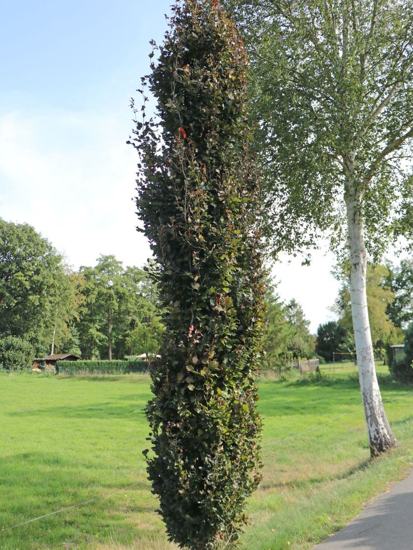 Rotbuche 'Rohan Obelisk' - Fagus sylvatica 'Rohan Obelisk' - Baumschule  Horstmann