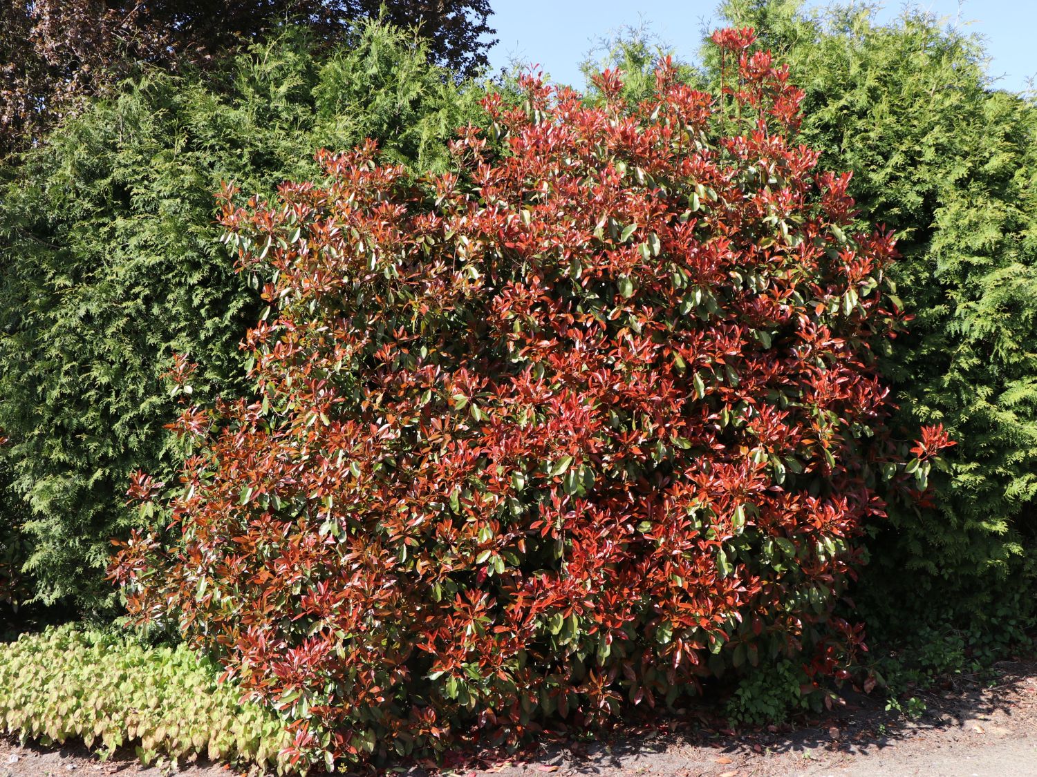 Rote Glanzmispel Red Robin Photinia fraseri Red Robin Baumschule Horstmann