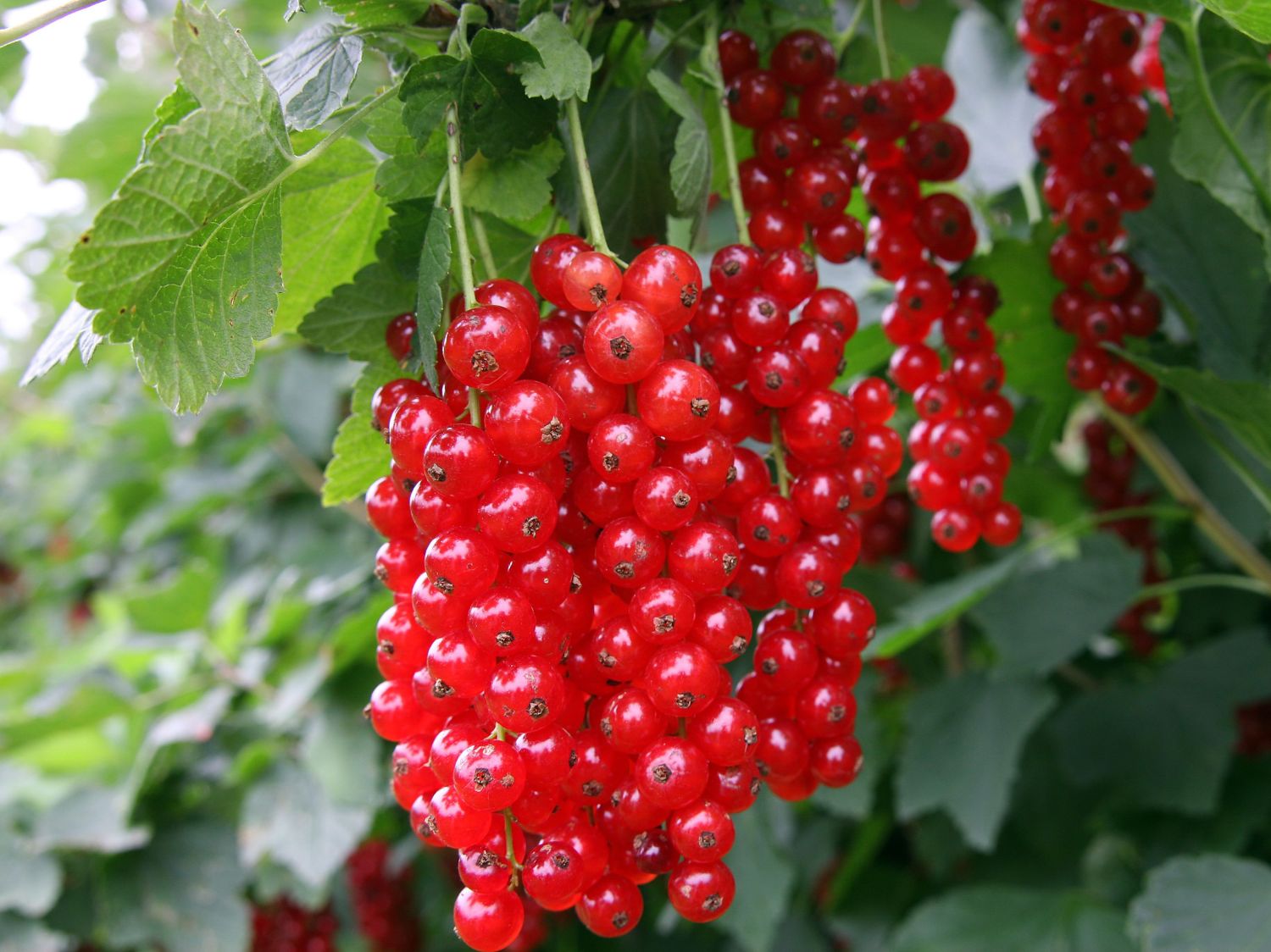 Rote Johannisbeere &amp;#39;Detvan&amp;#39; - Ribes rubrum &amp;#39;Detvan&amp;#39; - Baumschule Horstmann