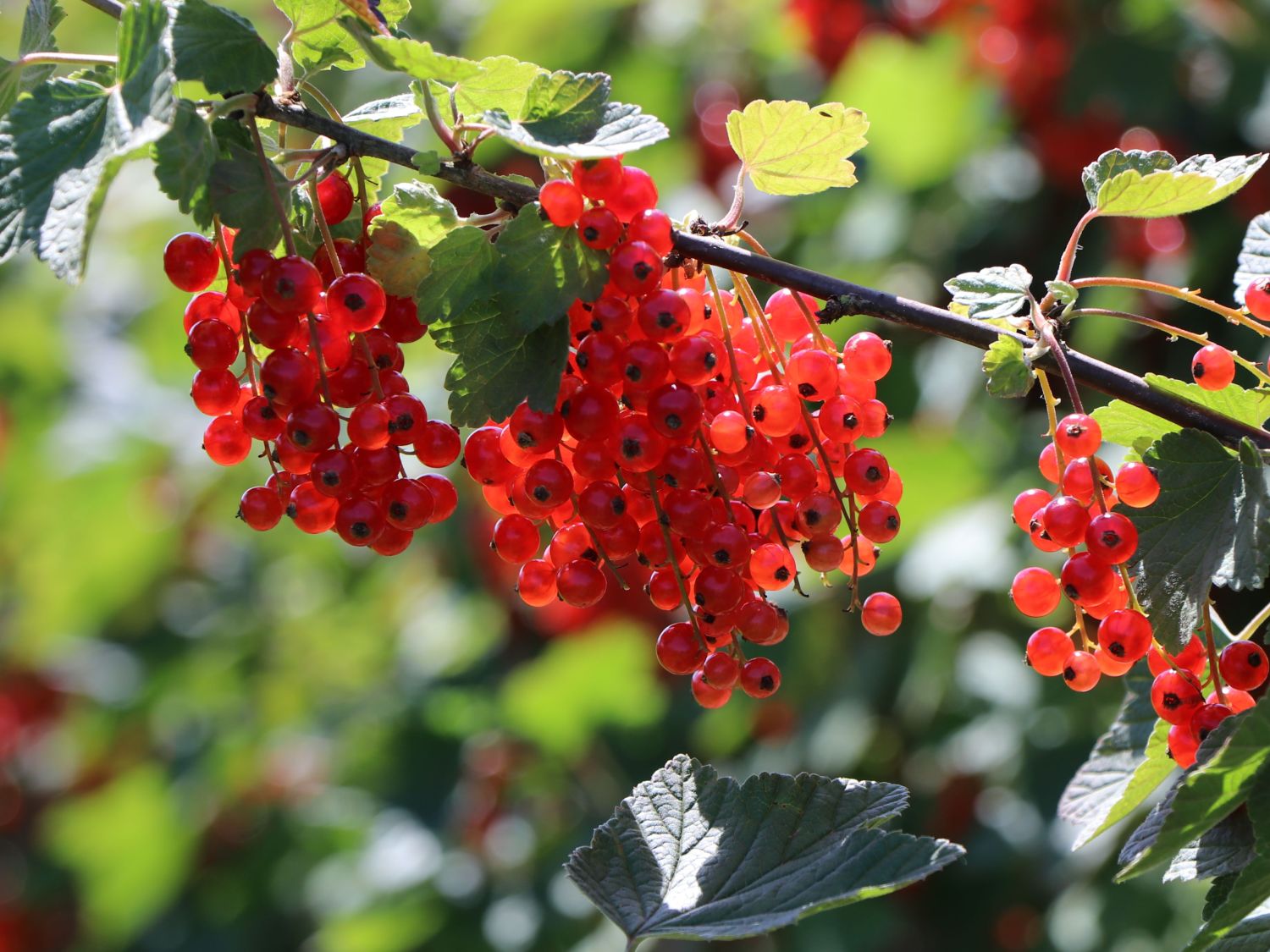 Rote Johannisbeere \'Jonkheer van Tets\' - Ribes rubrum \'Jonkheer van Tets\' -  Baumschule Horstmann | Obstbäume & Gemüsepflanzen