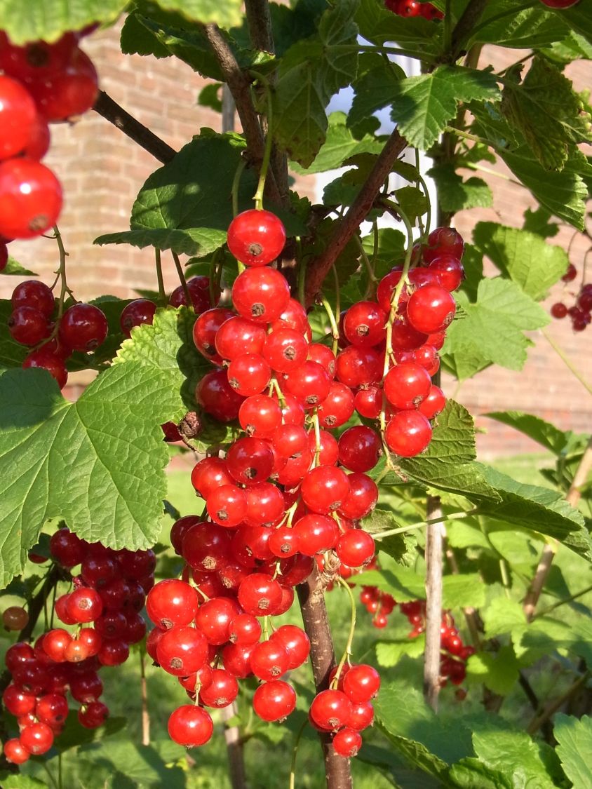 Rote Johannisbeere 'Jonkheer van Tets' - Ribes rubrum 'Jonkheer van Tets' -  Baumschule Horstmann