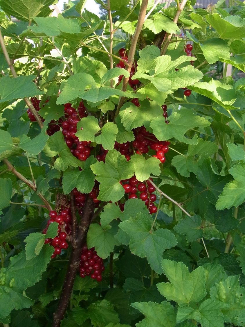 Rote Johannisbeere 'Jonkheer van Tets' - Ribes rubrum 'Jonkheer van Tets' -  Baumschule Horstmann