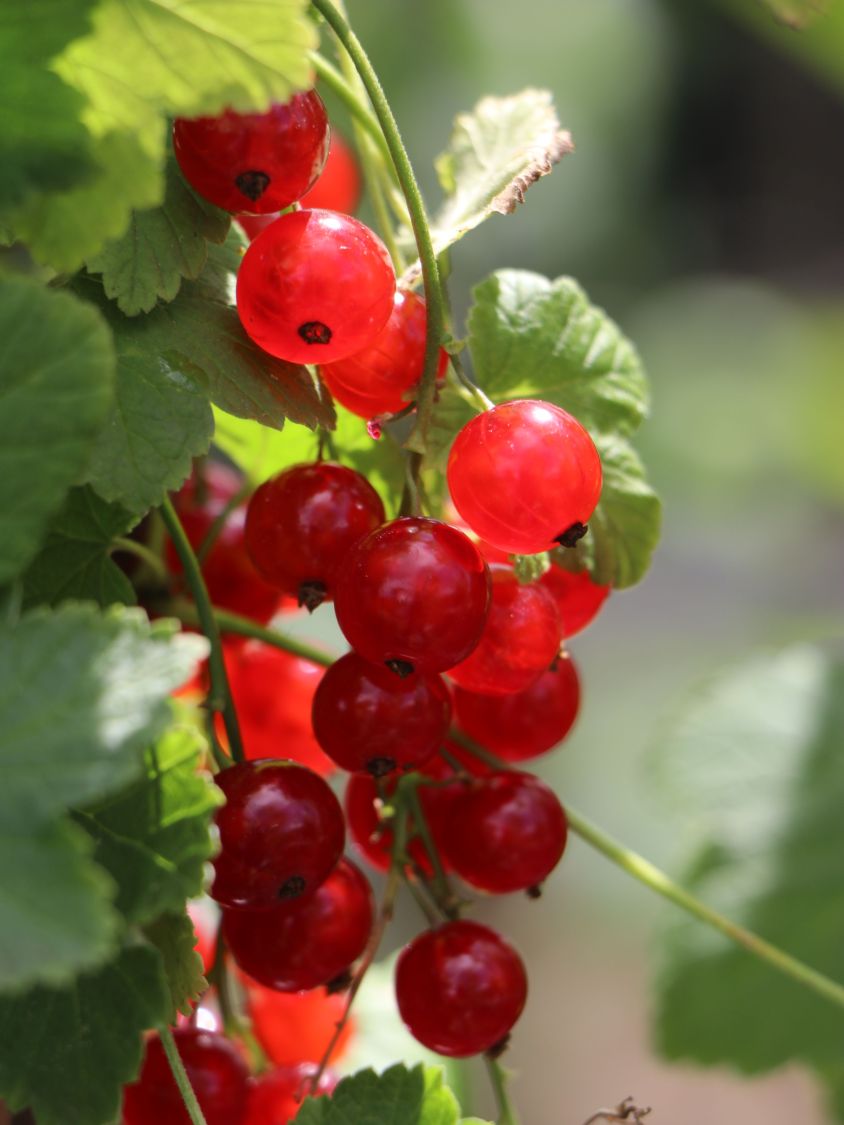 Rote Johannisbeere \'Jonkheer van Tets\' - Ribes rubrum \'Jonkheer van Tets\' -  Baumschule Horstmann | Obstbäume & Gemüsepflanzen