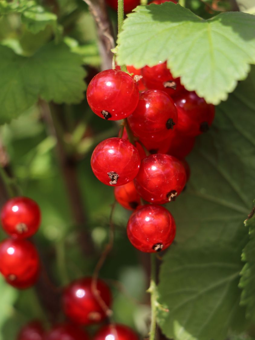 Rote Johannisbeere 'Jonkheer van Tets' - Ribes rubrum 'Jonkheer van Tets' -  Baumschule Horstmann