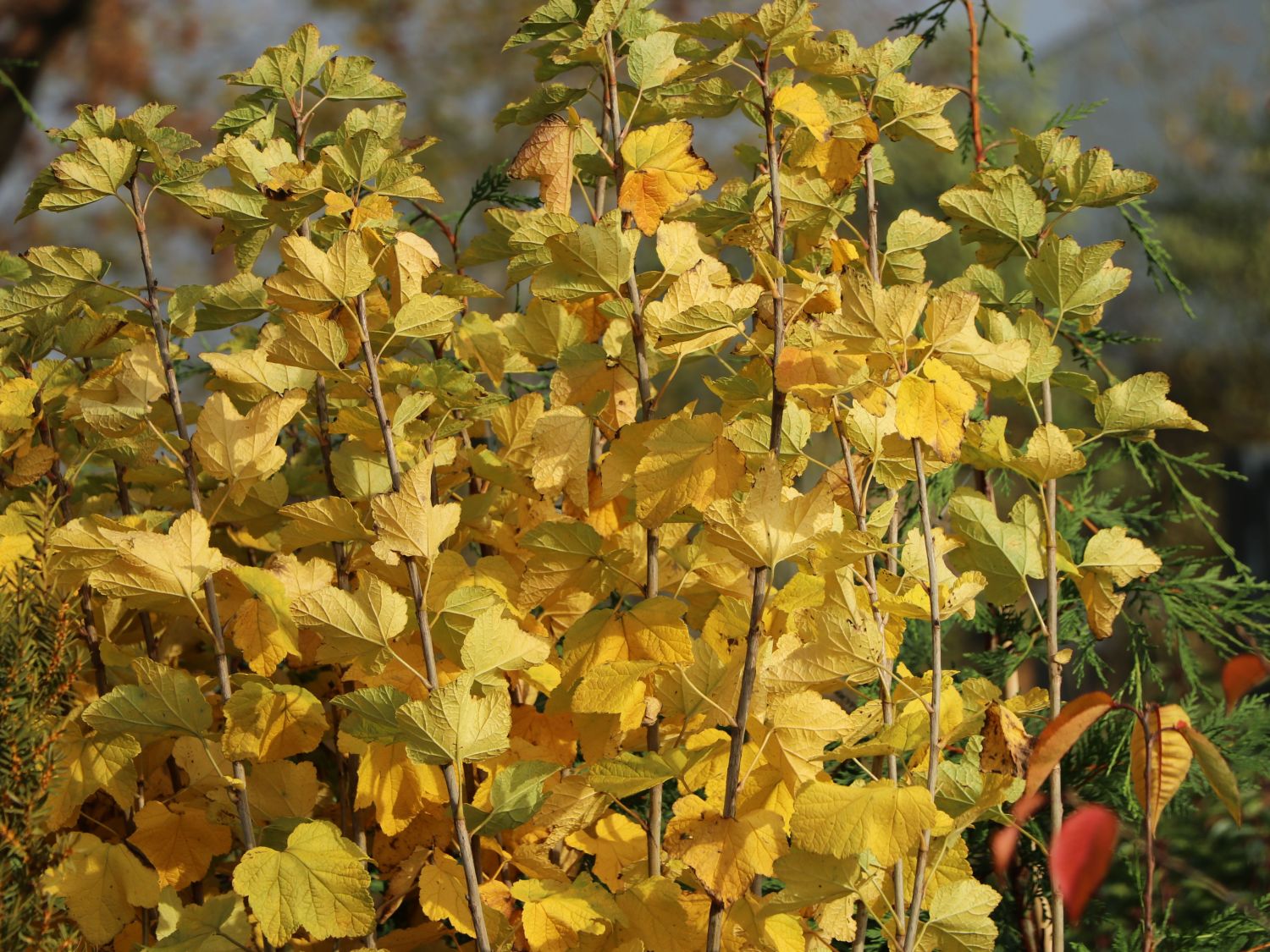 Rote Johannisbeere 'Jonkheer van Tets' - Ribes rubrum 'Jonkheer van Tets' -  Baumschule Horstmann