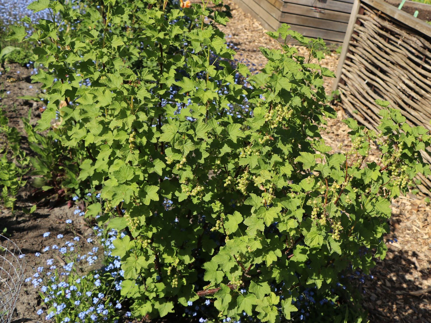 Rote Johannisbeere 'Jonkheer van Tets' - Ribes rubrum 'Jonkheer van Tets' -  Baumschule Horstmann