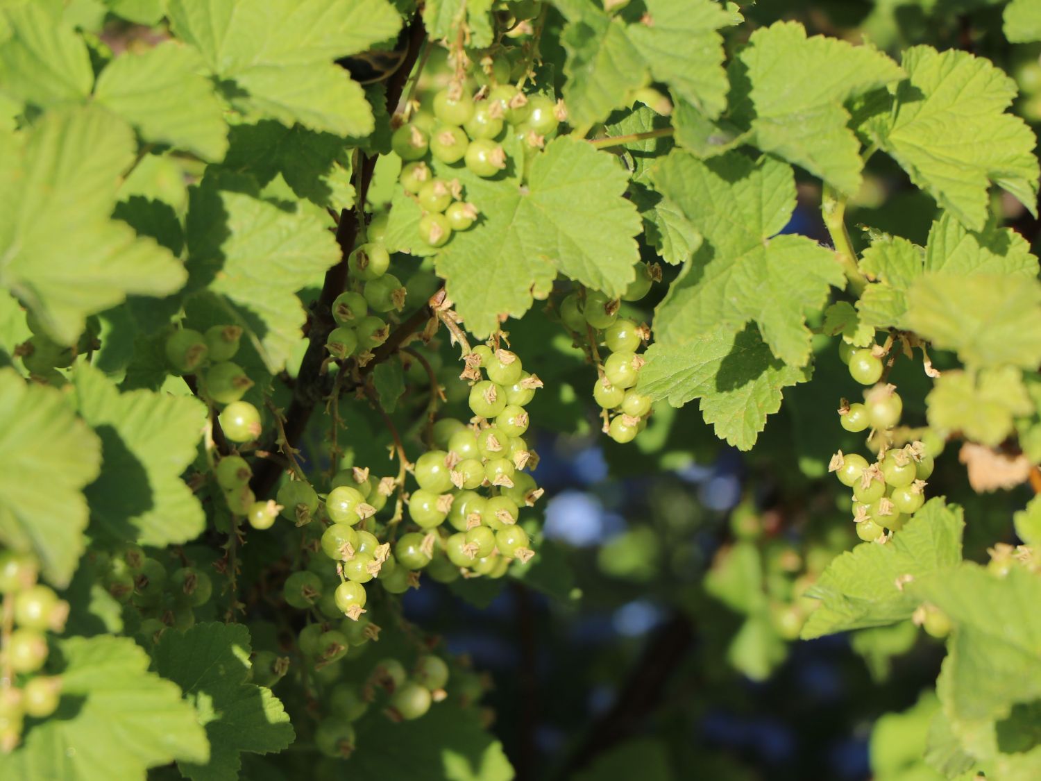 Rote Johannisbeere 'Jonkheer van Tets' - Ribes rubrum 'Jonkheer van Tets' -  Baumschule Horstmann