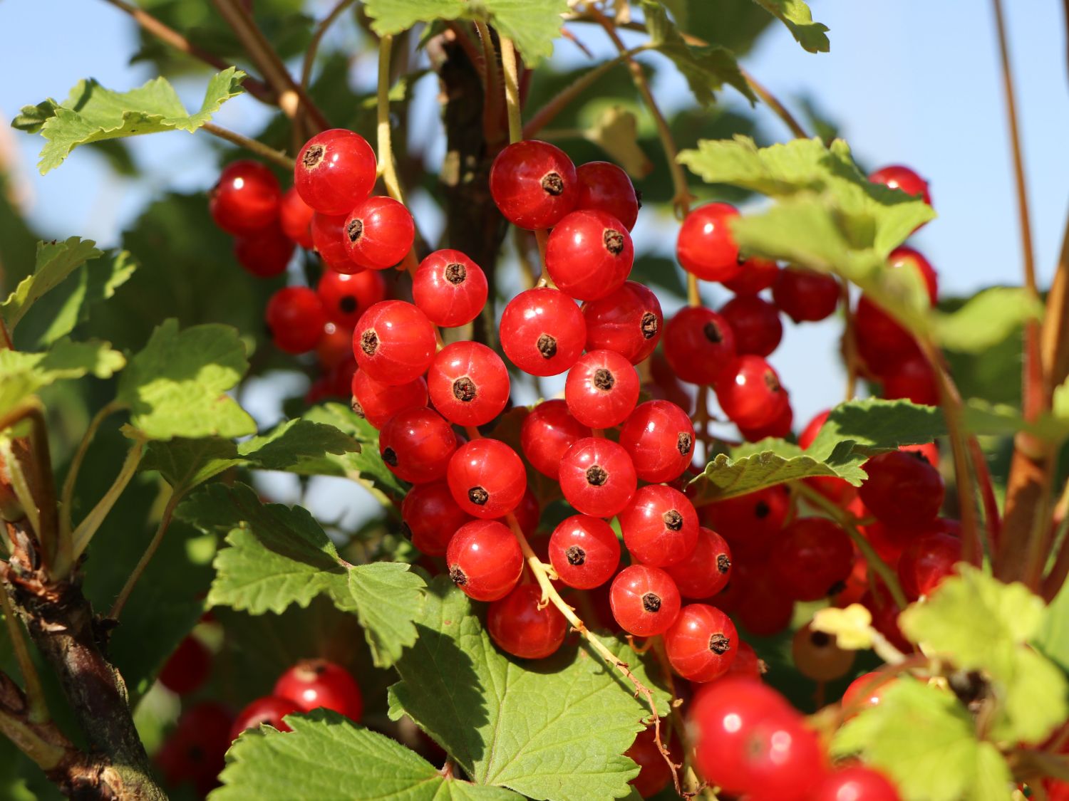 rote Johannisbeer für den Hausgarten Sorte Ribes rubrum "Rotet" 