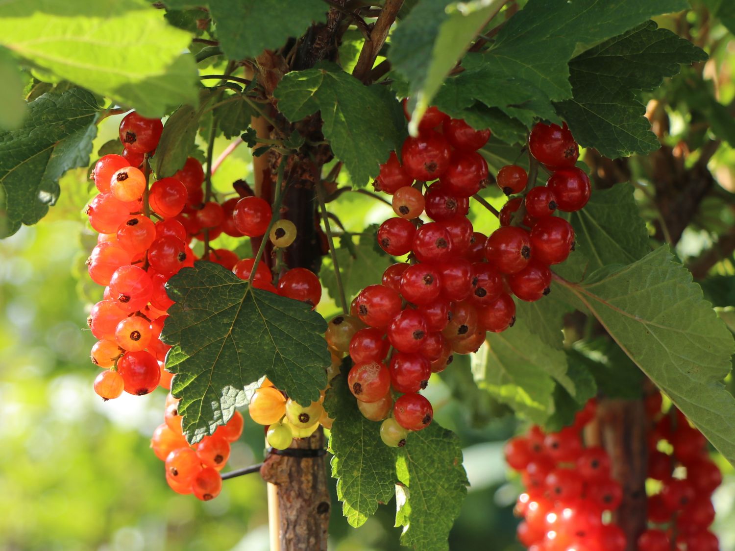 rote Johannisbeer Ribes rubrum "Rotet" Sorte für den Hausgarten 