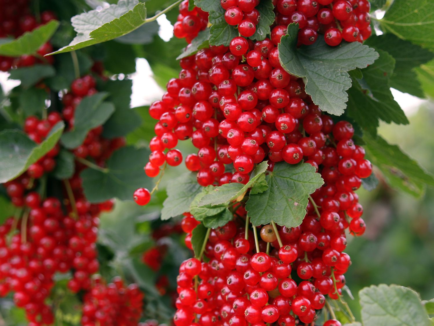 Rote Johannisbeere 'Rovada' - Ribes rubrum 'Rovada' - Baumschule Horstmann