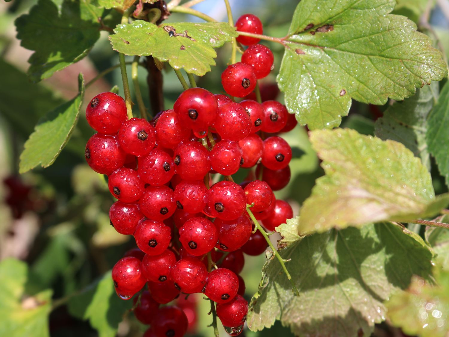 Johannisbeeren Pflanzen | Garten Idee Site