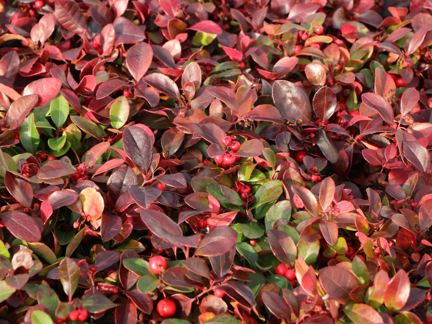 Rote Teppichbeere Gaultheria procumbens Baumschule