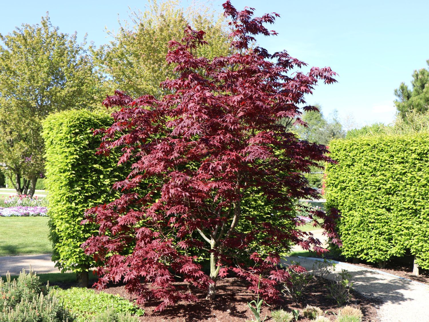 Roter Fächer-Ahorn 'Bloodgood' - Acer palmatum 'Bloodgood