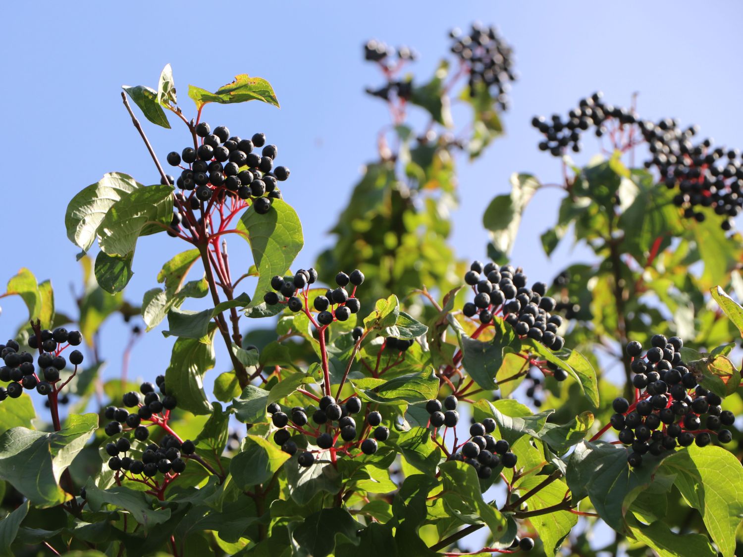 Roter Hartriegel Cornus sanguinea Baumschule Horstmann