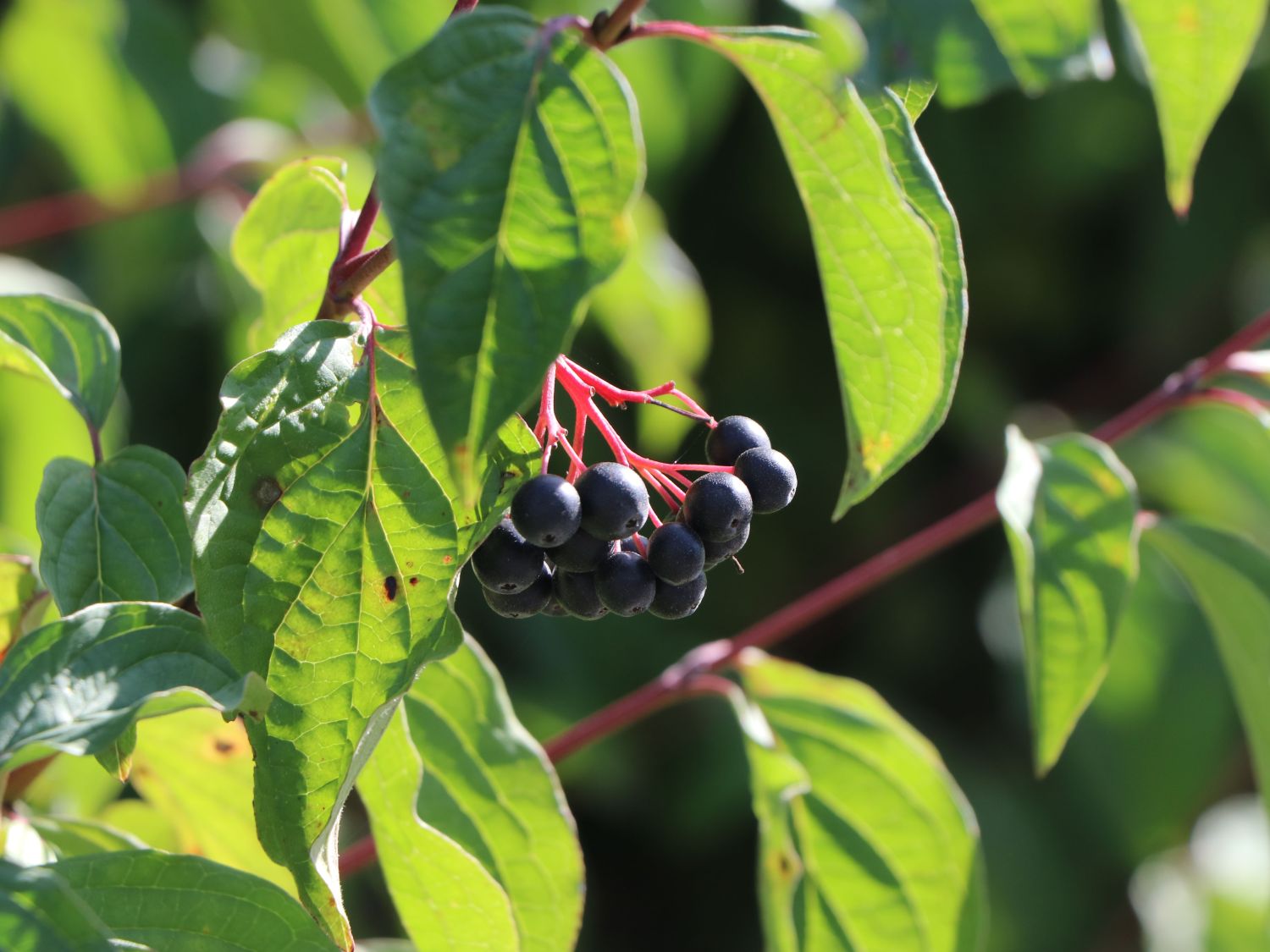 Roter Hartriegel Cornus sanguinea Baumschule Horstmann