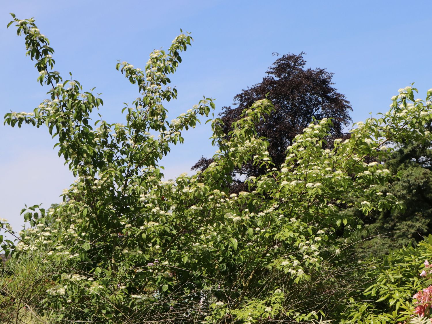 Roter Hartriegel Cornus sanguinea Baumschule Horstmann