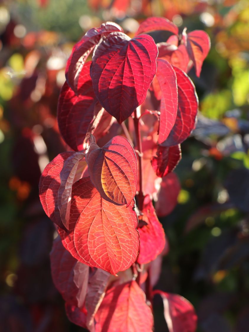Roter Hartriegel Cornus sanguinea Baumschule Horstmann