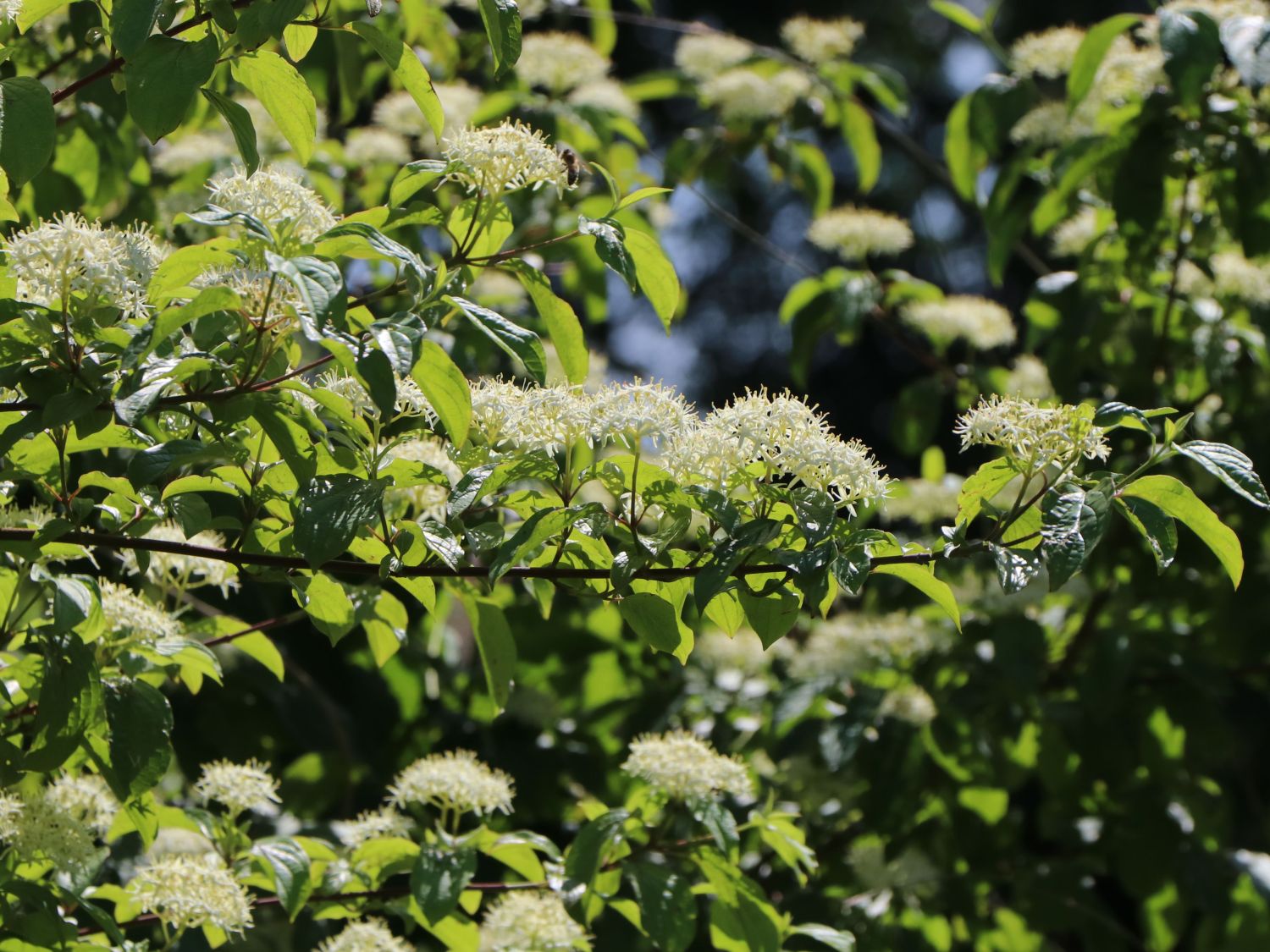 Roter Hartriegel Cornus sanguinea Baumschule Horstmann