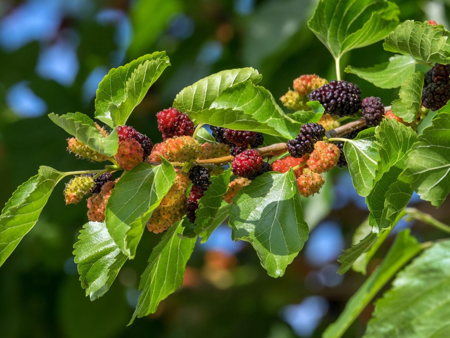 Maulbeeren (Morus) Infos & Pflanzen dieser Gattung