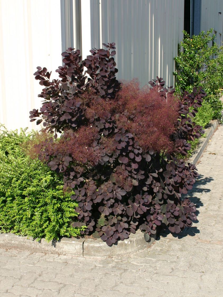 lila bis rotfarbender Gartenstrauch Roter Perückenstrauch Royal Purple Cotinus coggygria 3 L Topf gewachsen 