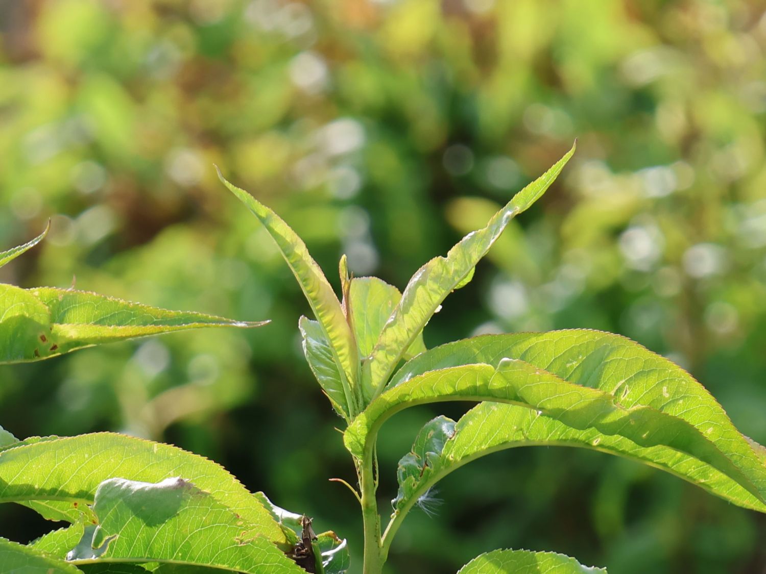 Rotfleischige Nektarine &amp;#39;Admonet&amp;#39; - Prunus persica var. nucipersica ...