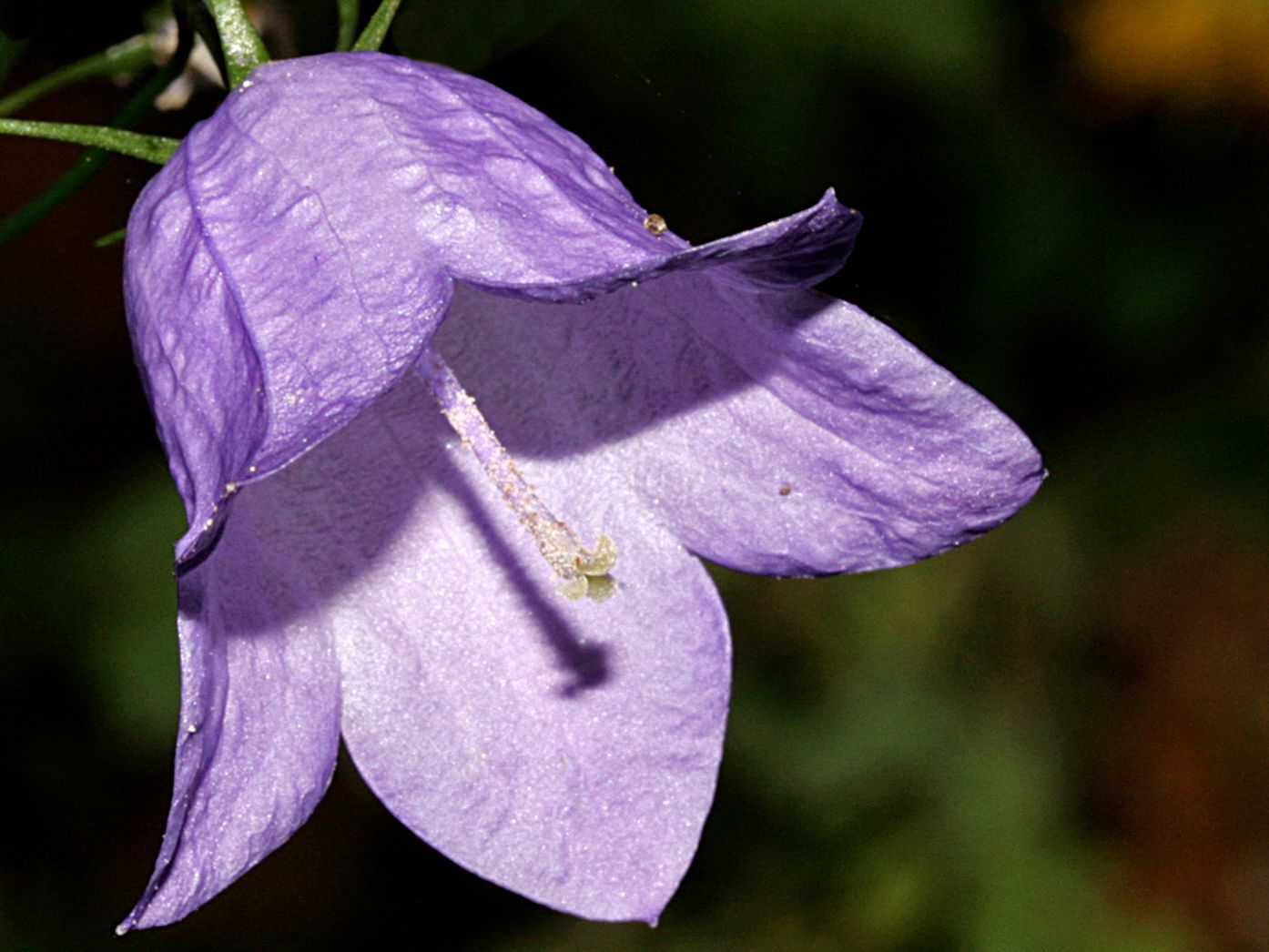 Rundbl ttrige Glockenblume Campanula Rotundifolia Stauden Rundbl ttrige Glockenblume Campanula Rotundifolia Stauden