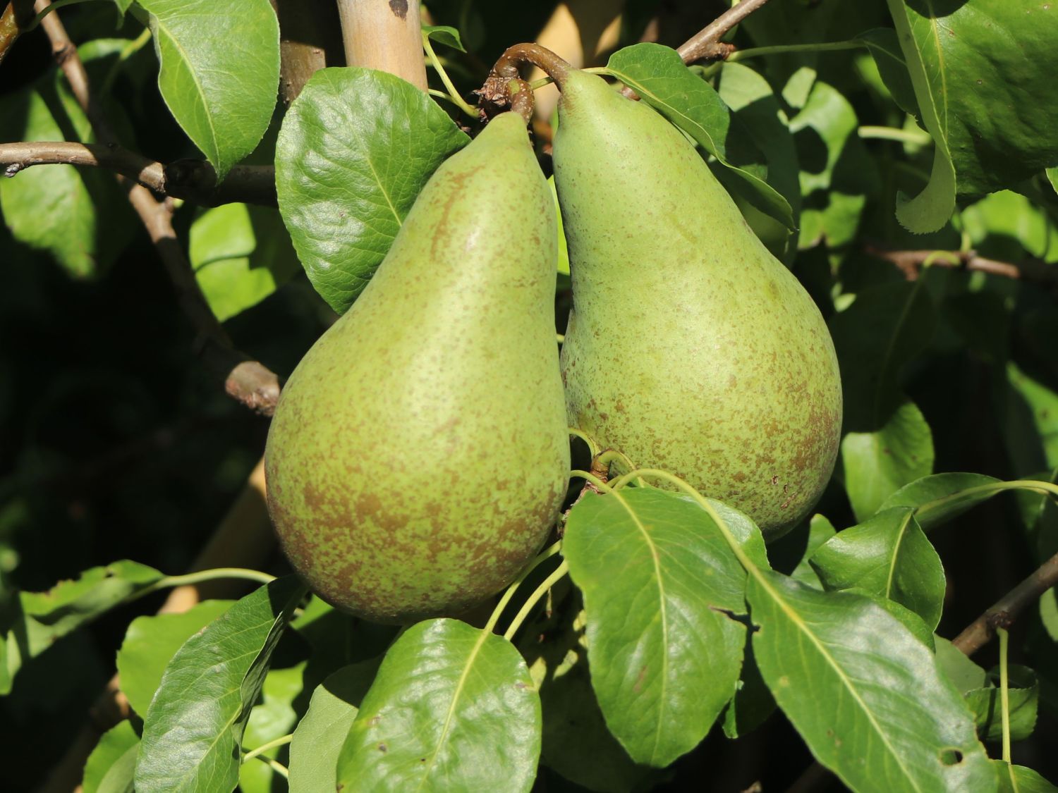 Säulen-Birne 'Condora' / 'Condo' - Pyrus 'Condora' / 'Condo' - Baumschule  Horstmann