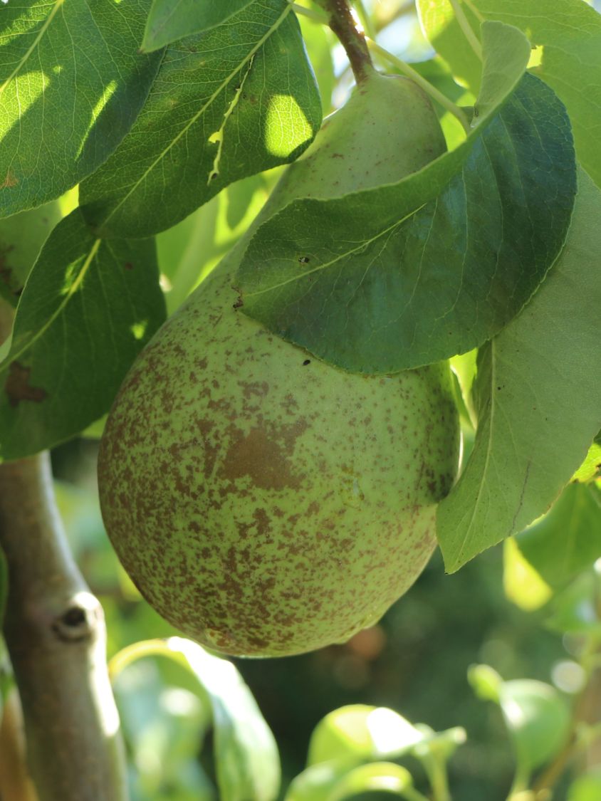 Säulen-Birne 'Condora' / 'Condo' - Pyrus 'Condora' / 'Condo' - Baumschule  Horstmann