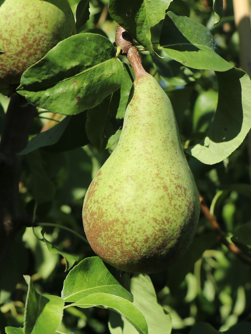 Säulen-Birne 'Condora' / 'Condo' - Pyrus 'Condora' / 'Condo' - Baumschule  Horstmann