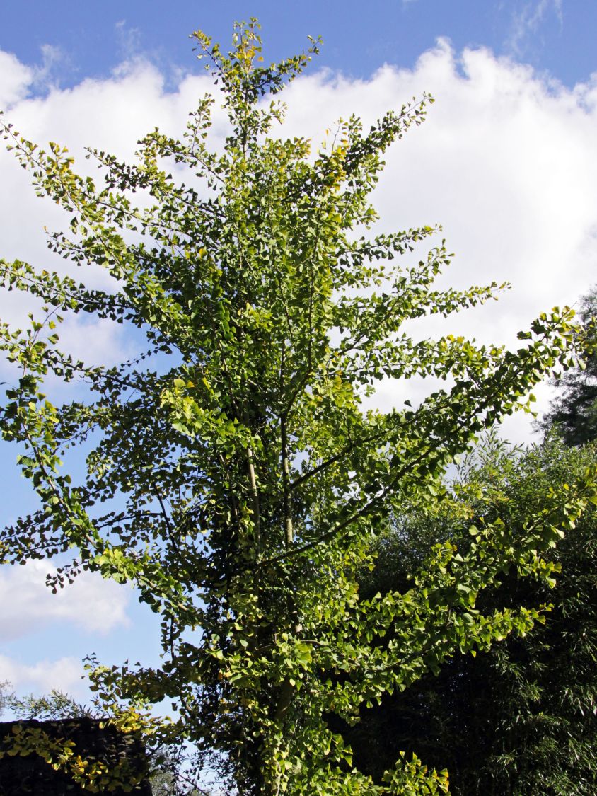 Säulen-Fächerblattbaum \'Tremonia\' - Ginkgo biloba \'Tremonia\' - Baumschule  Horstmann