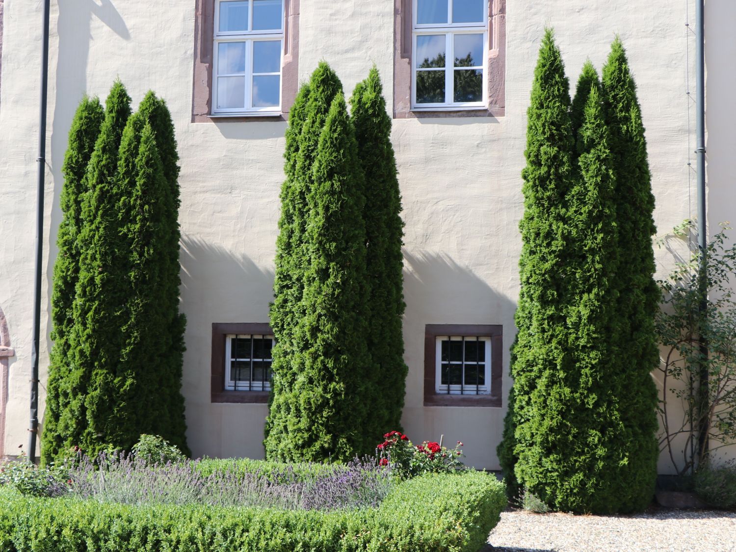 thuja occidentalis columna, columna, tūja